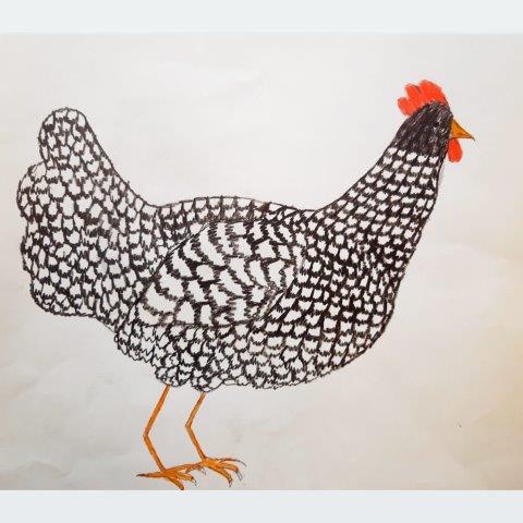 Monatsidee einfach Hühner zeichnen: Schülerbild, Huhn mit Farbstift gemalt.