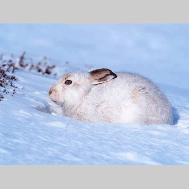 Monatsidee Januar - Schneehase: Zuerst werden Ideen gesammelt. Idee von Malen mit Marlies, Fanas (Graubünden)