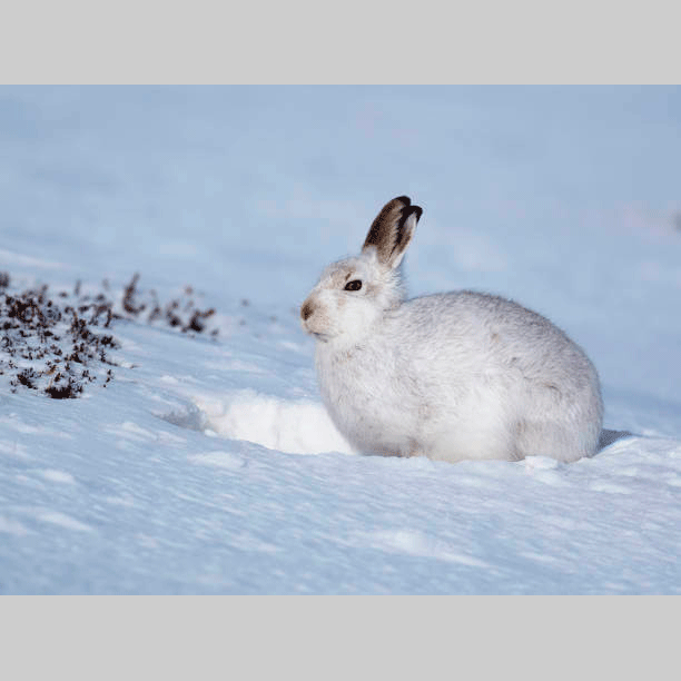 Monatsidee Januar - Schneehase: Wie sieht ein Schneehase in der Natur aus? Idee von Malen mit Marlies, Fanas (Graubünden)