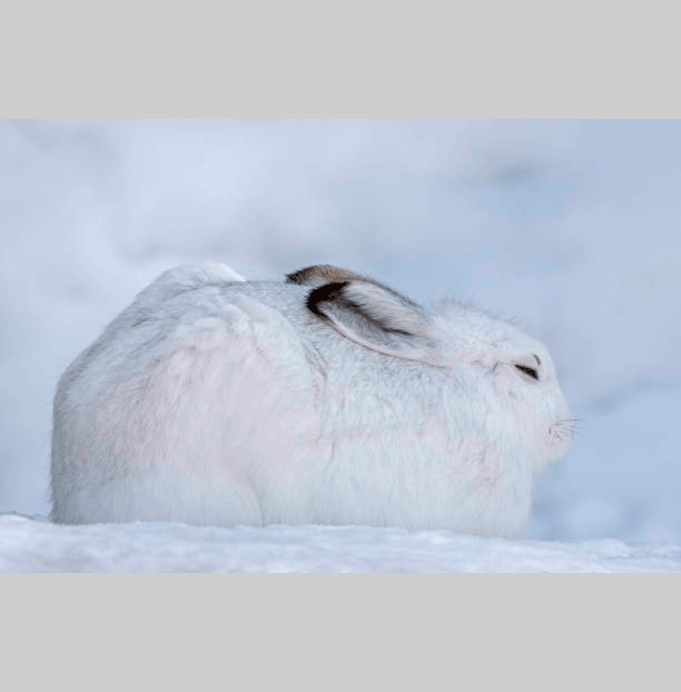 Monatsidee Januar - Schneehase: Schneehasrecherche vor dem Arbeitsstart. Idee von Malen mit Marlies, Fanas (Graubünden)